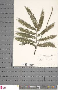 Adiantum vogelii image