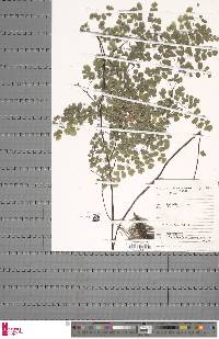 Adiantum thalictroides image