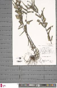 Pellaea doniana image