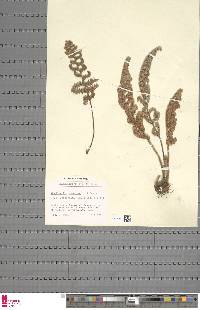 Paragymnopteris marantae subsp. subcordata image