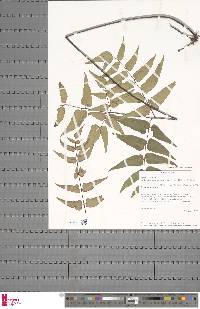 Pellaea angulosa image