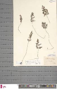 Cryptogramma crispa image