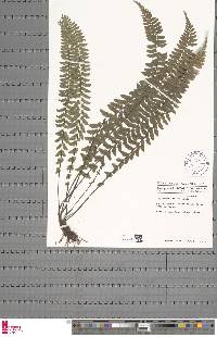 Asplenium erectum image