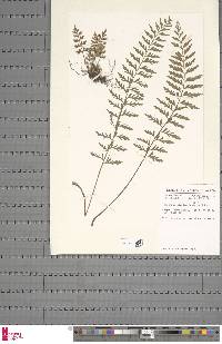 Asplenium lividum image