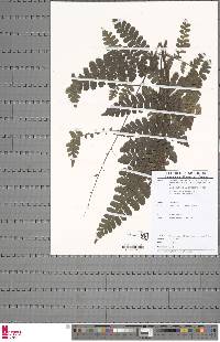 Triplophyllum speciosum image