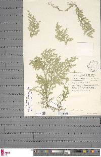 Selaginella kalbreyeri image