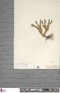 Huperzia selago subsp. selago image
