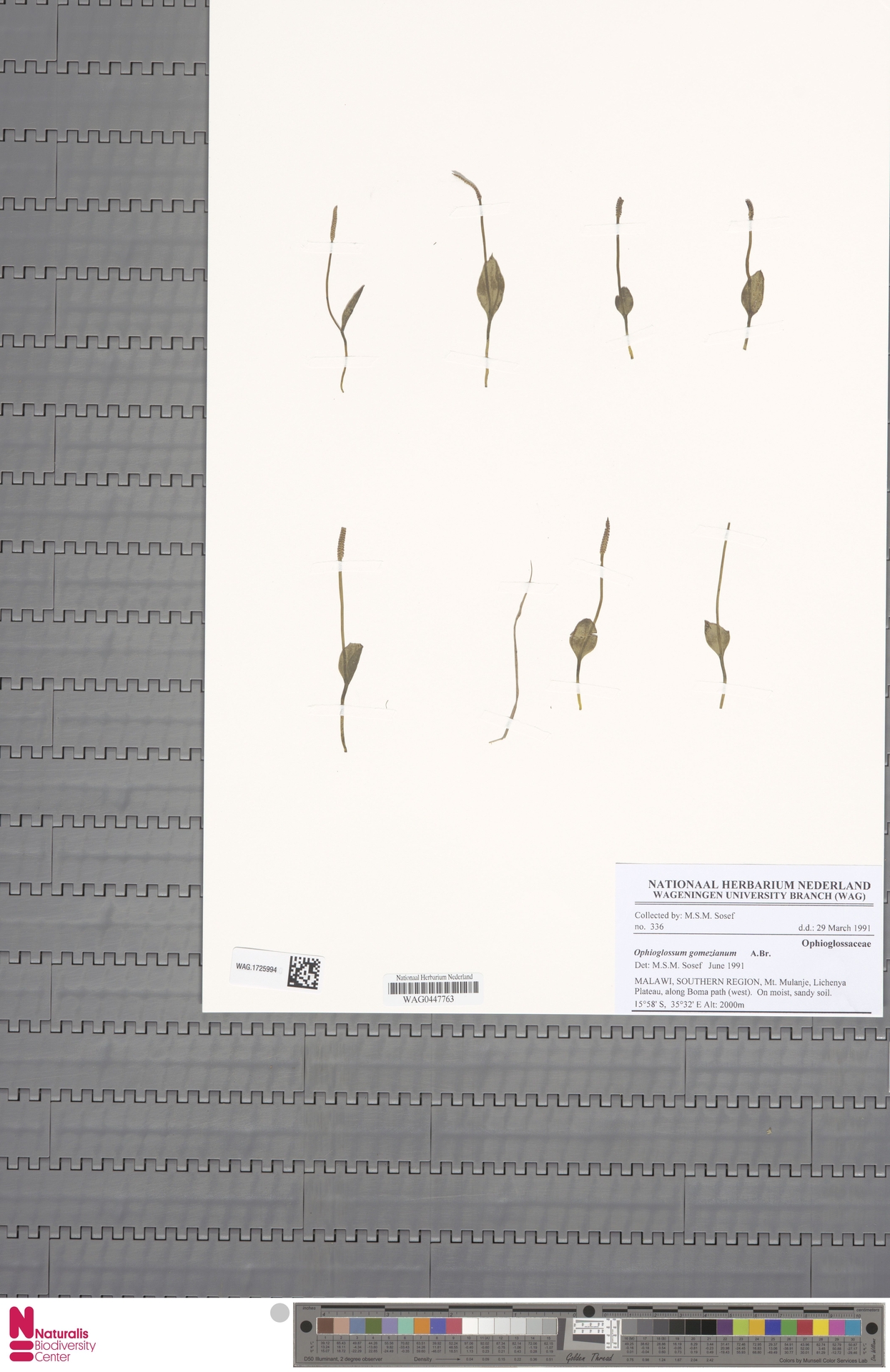 Ophioglossum gomezianum image