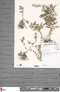 Selaginella kalbreyeri image