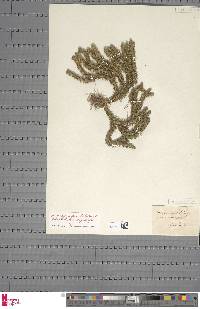 Huperzia selago subsp. selago image