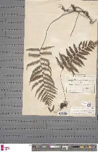 Arthropteris orientalis image