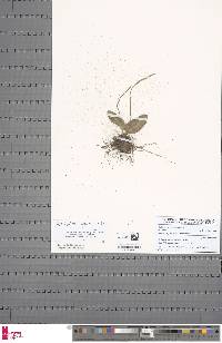 Ophioglossum costatum image