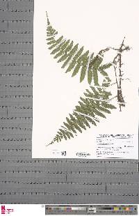 Arthropteris monocarpa image