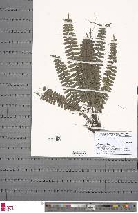 Asplenium barteri image