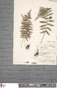 Arthropteris monocarpa image