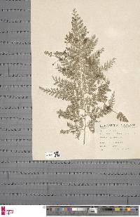 Asplenium daucifolium image