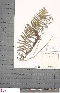 Blechnum punctulatum image