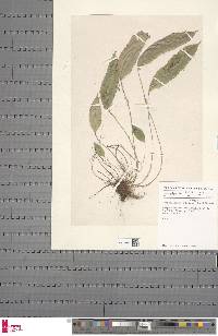 Elaphoglossum hybridum image
