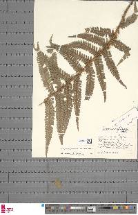 Dryopteris affinis image