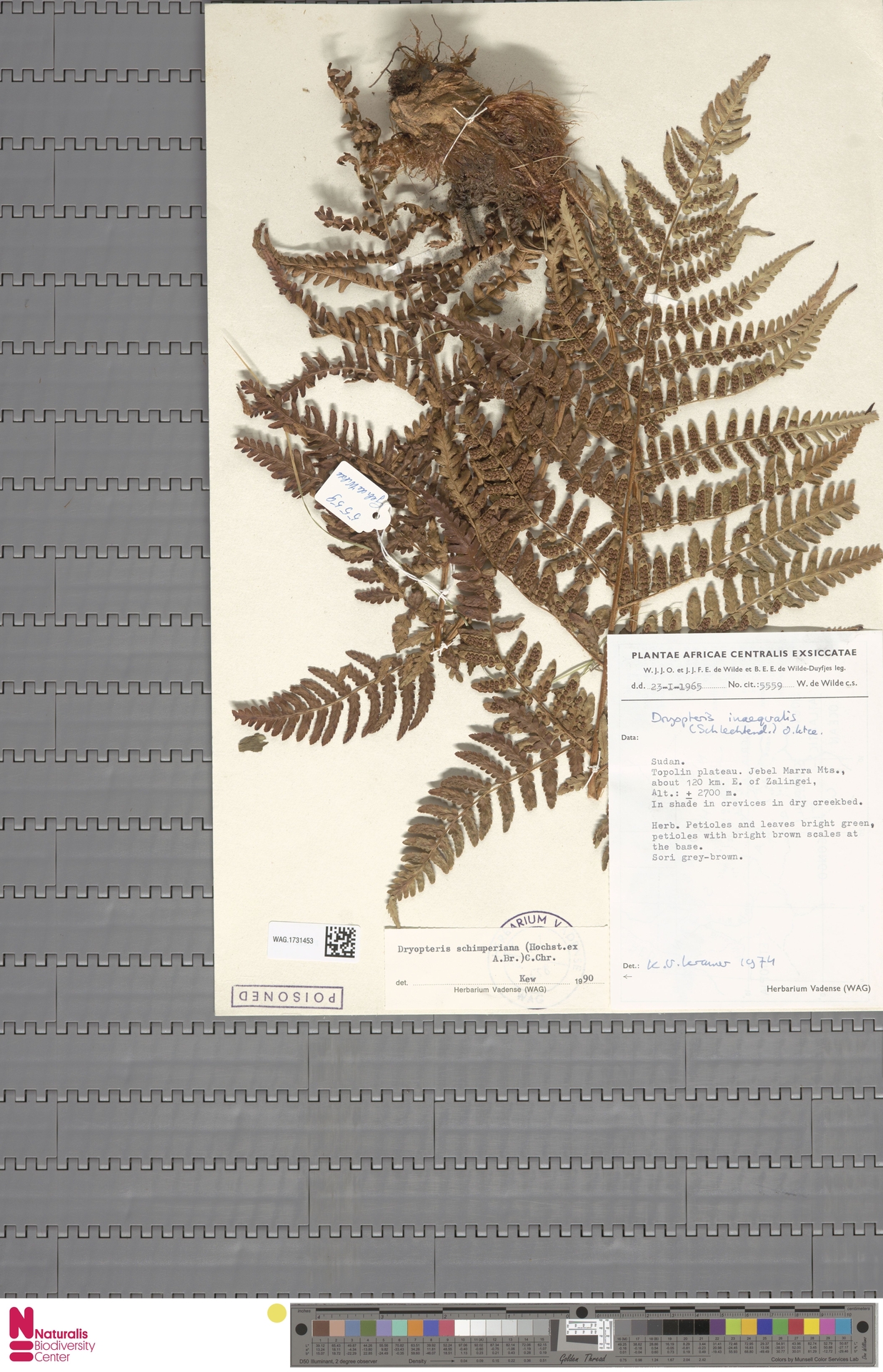 Dryopteris schimperiana image