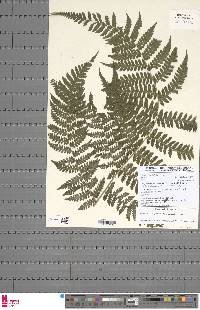 Megalastrum lanuginosum image