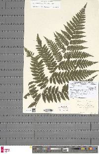 Megalastrum lanuginosum image