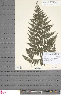 Megalastrum lanuginosum image