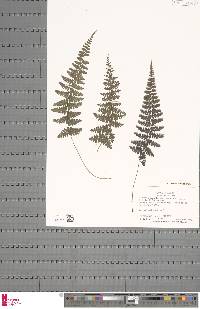 Athyrium scandicinum image