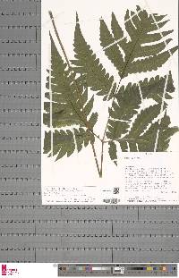 Tectaria angelicifolia image