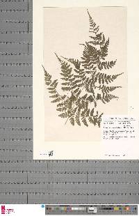 Athyrium scandicinum image