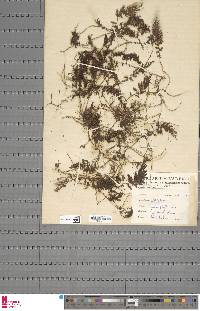 Hymenophyllum holochilum image