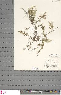 Hymenophyllum mossambicense image