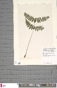 Athyrium scandicinum image