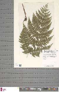 Athyrium scandicinum image