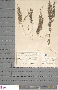 Hymenophyllum junghuhnii image