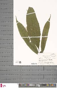 Tectaria barteri image