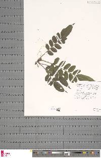 Lomariopsis madagascarica image