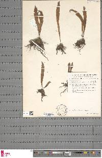 Image of Loxogramme latifolia