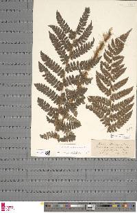 Polystichum braunii image