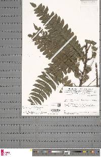 Lomariopsis hederacea image