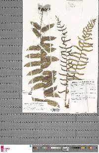 Lomariopsis hederacea image