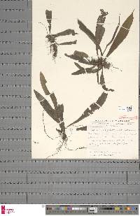 Lomariopsis palustris image