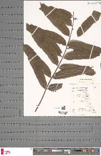 Image of Lomariopsis congoensis