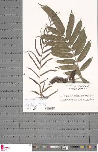 Lomariopsis warneckei image