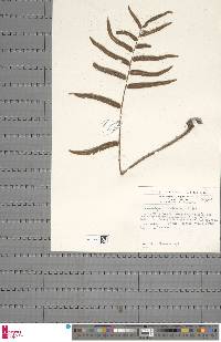 Lomariopsis hederacea image