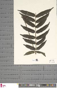 Image of Lomariopsis warneckei