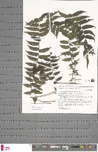 Lomariopsis pollicina image