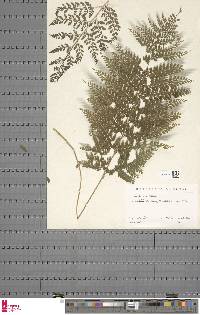 Dryopteris sparsa subsp. rectipinnula image