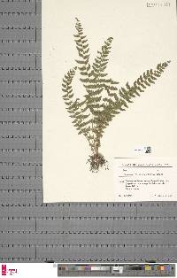 Woodsia fragilis image