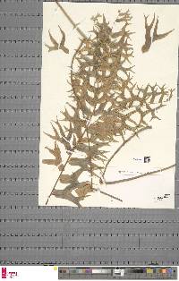 Nephrolepis falcata image